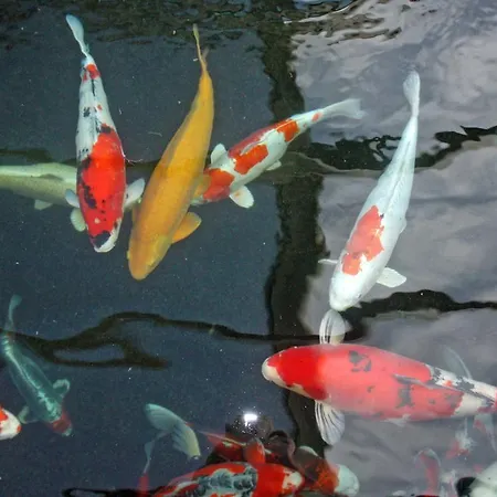 Restaurant Koi-gartenteich 2*
