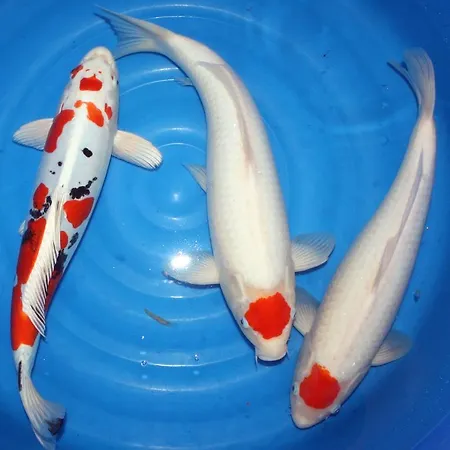 Koi-gartenteich 酒店 2*