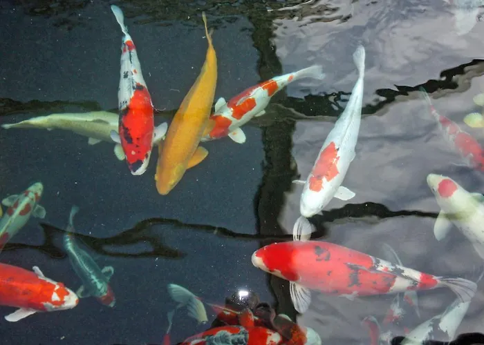 Koi-gartenteich 2*