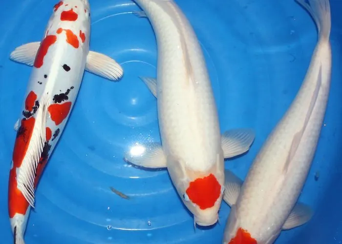 Koi-gartenteich Szálloda 2*